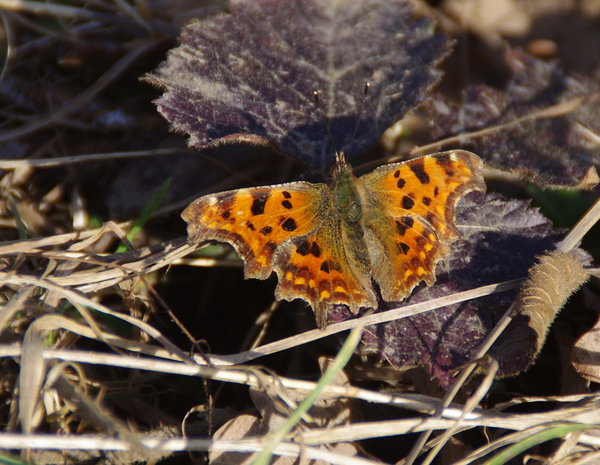 comma