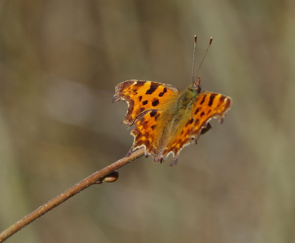 comma