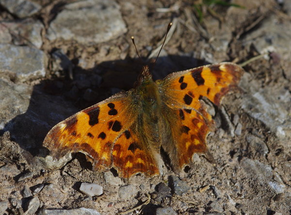 comma