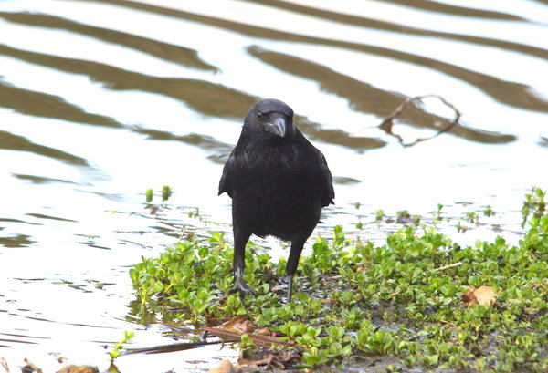 crow