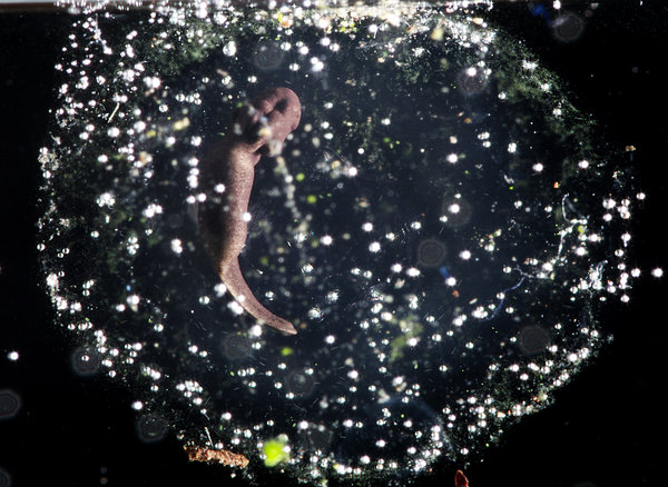 Developing Frog Tadpole