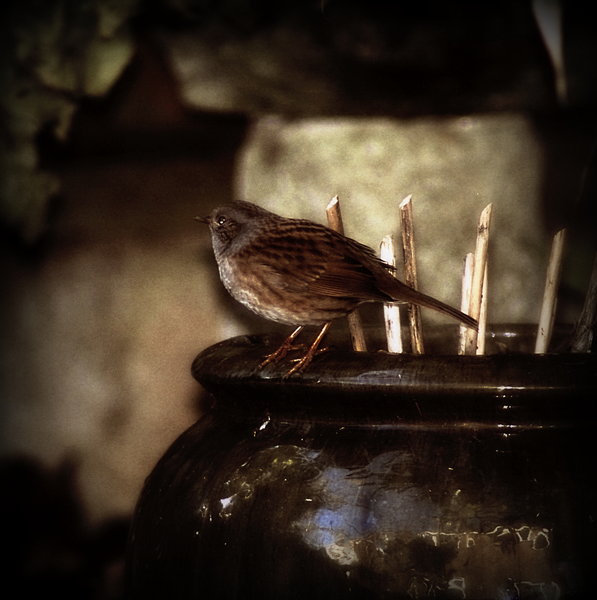 Dunnock
