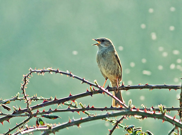 Dunnock