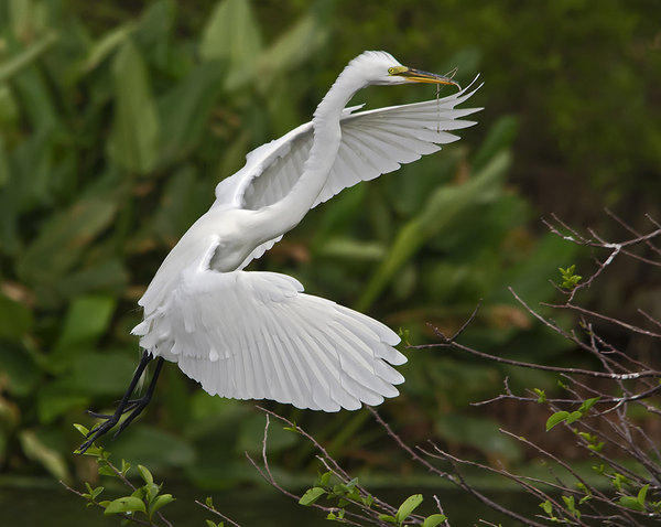 Egret Flight