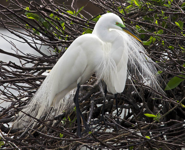 Elegant Egret
