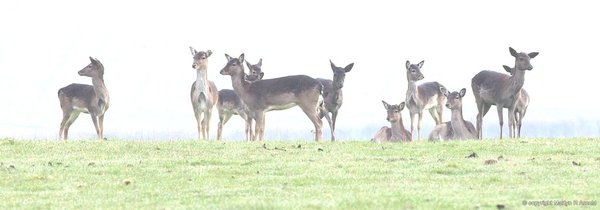 Fallow Deer - DA*300 crop