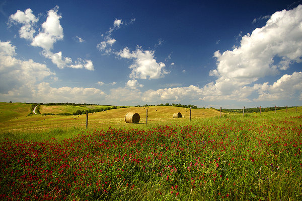 Field of French Honey Suckle