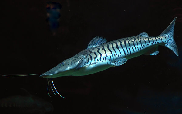 Fish