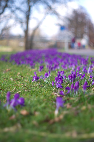 Flowers by the racecourse