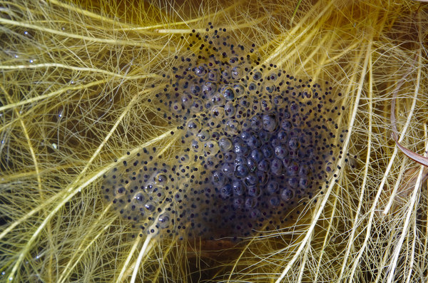 Frogspawn - sign of Spring!