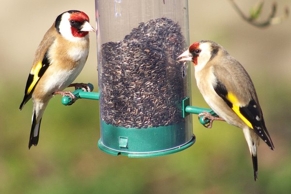 Garden Goldfinches