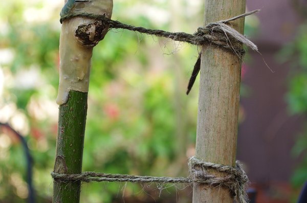Old garden twine.