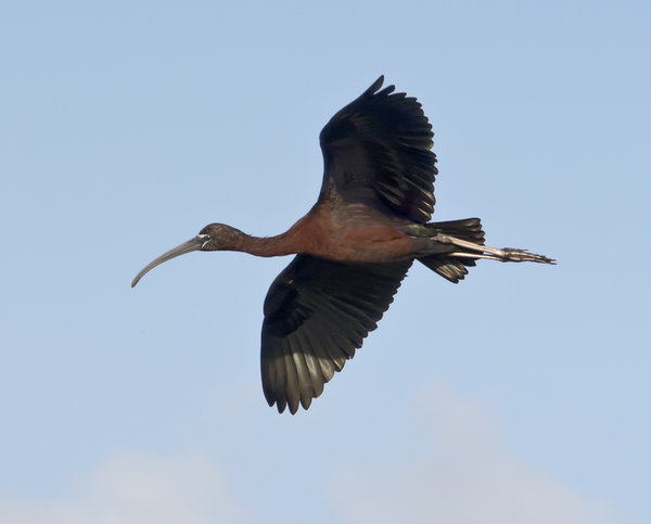 Glossy Ibis