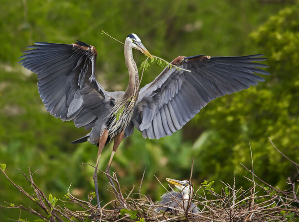Great Blue offering
