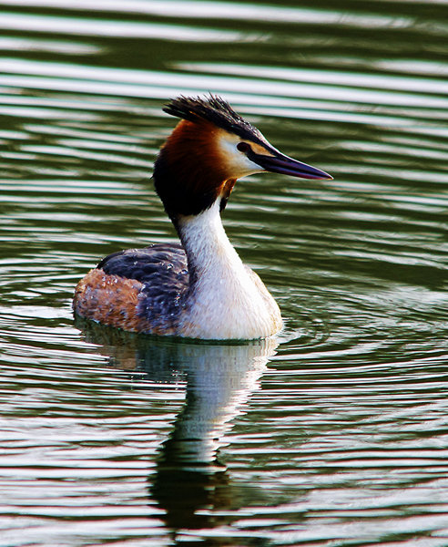 Great Crested Grebe