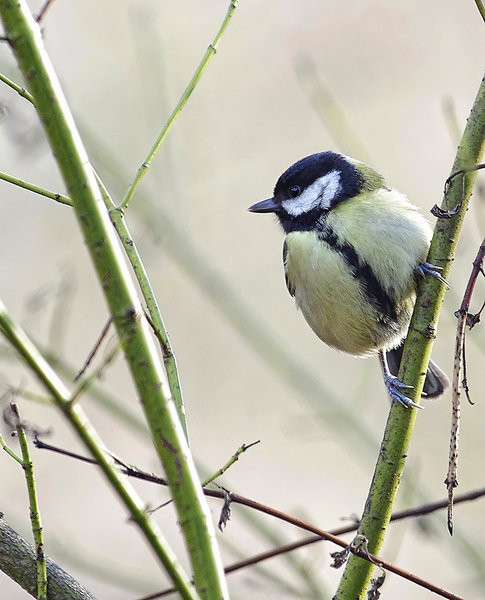 Great tit