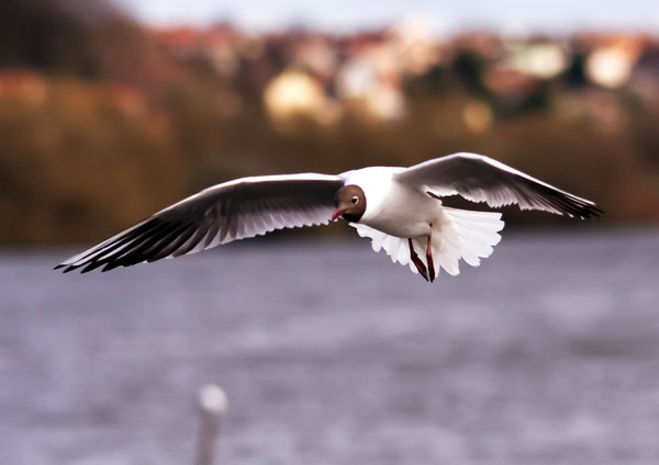 Gull in Flight