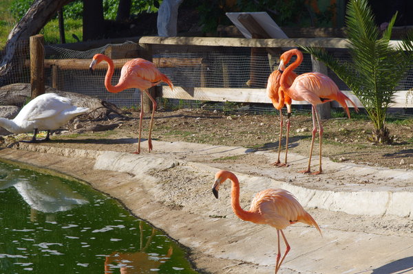 I just love these birds