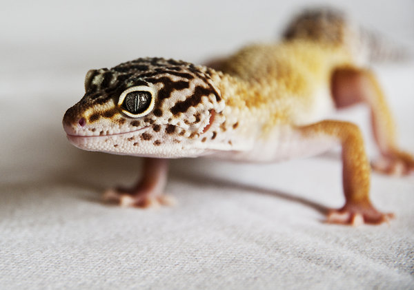 I'm too sexy for my skin