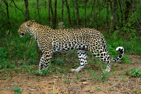 leopard at kruger sa