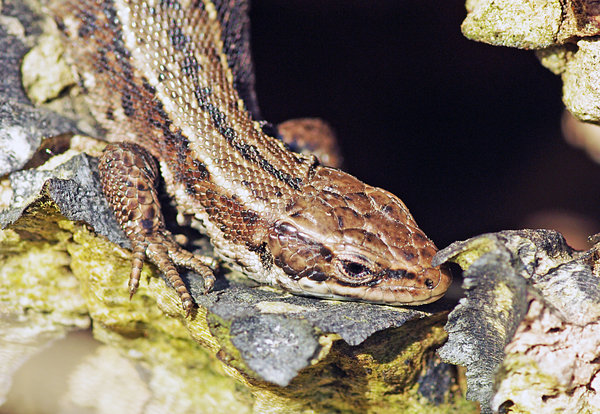 Lizard