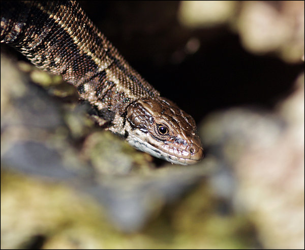 Lizard