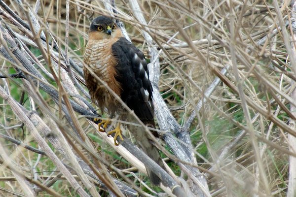 Male sparrowhawk