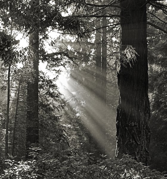 Morning In The Forest