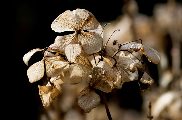 Old Hydrangea Head