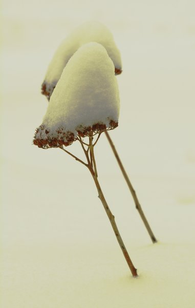 Our brief bit of snow last month