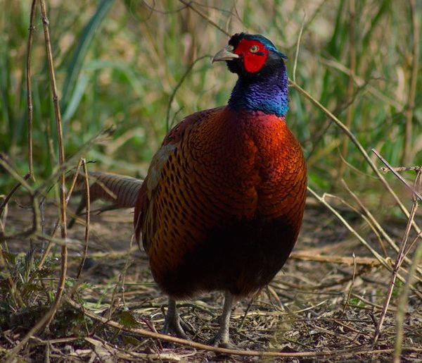 Pheasant