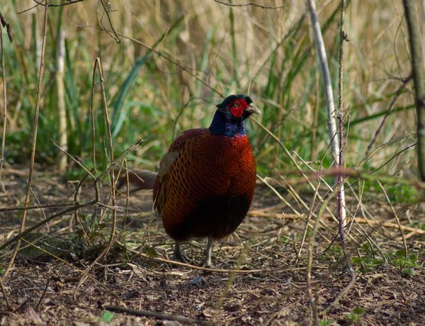 Pheasant