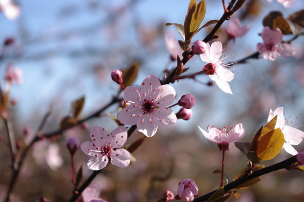 Pink blossom
