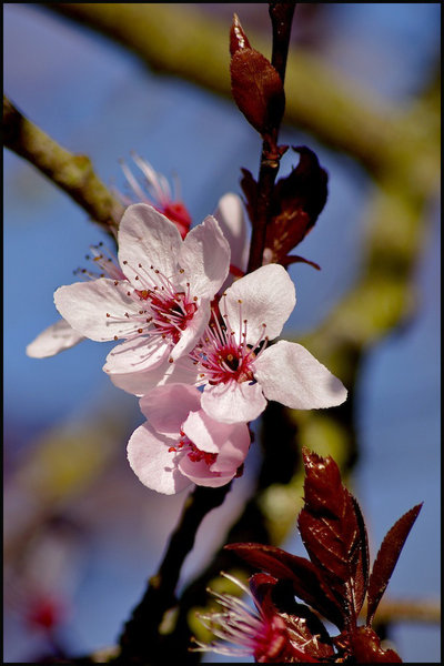 Prunus blossom