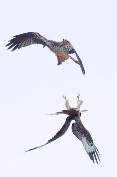 Red Kite Foreplay!