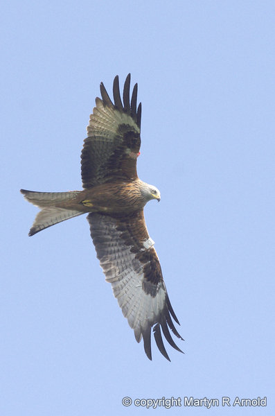 Red Kite