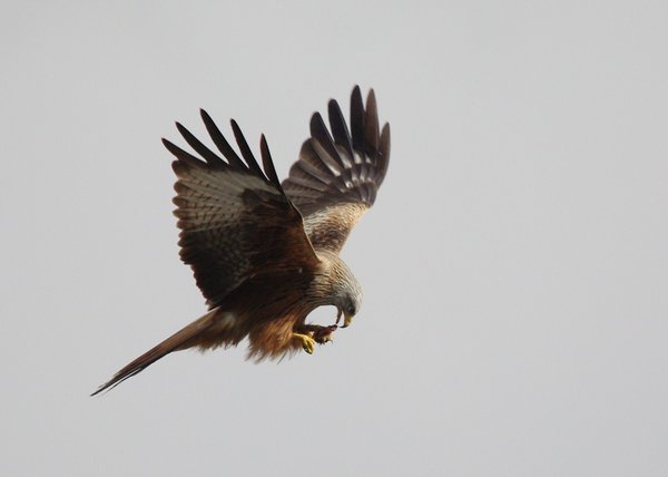 Red Kite