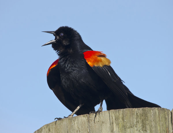 Red-winged Blackbird Posturing