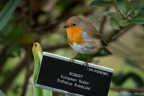 Robert the robin