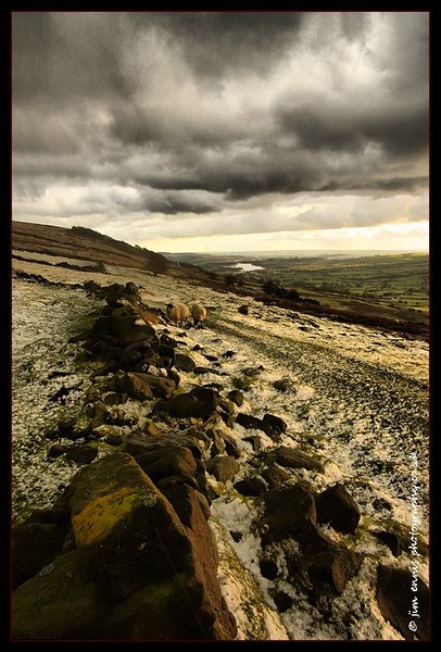 Sheep at Roach End