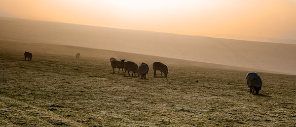 Sheep on The Downs
