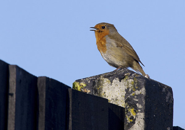 Singing Robin