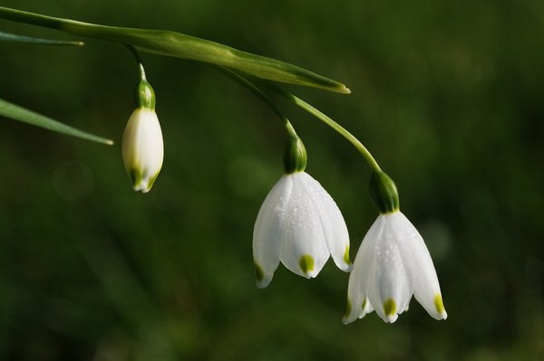 snowdrop