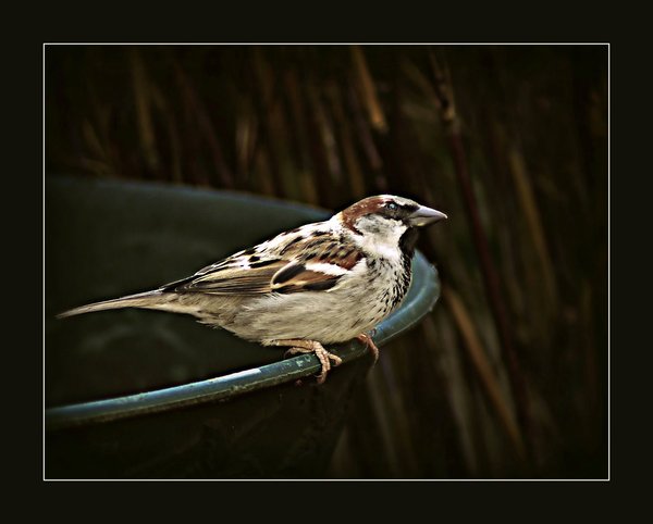Sparrow
