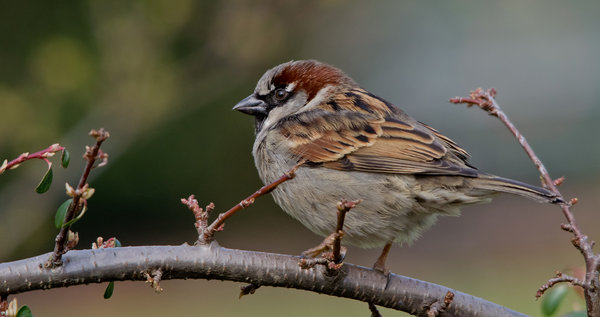 Sparrow