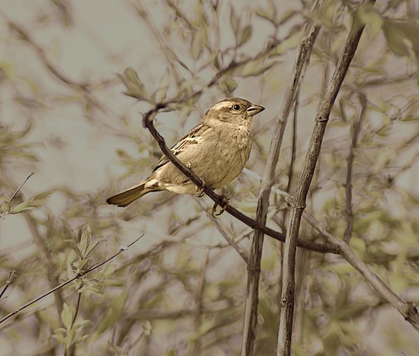 Sparrow
