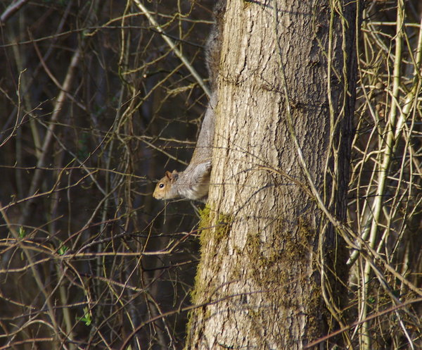 squirell