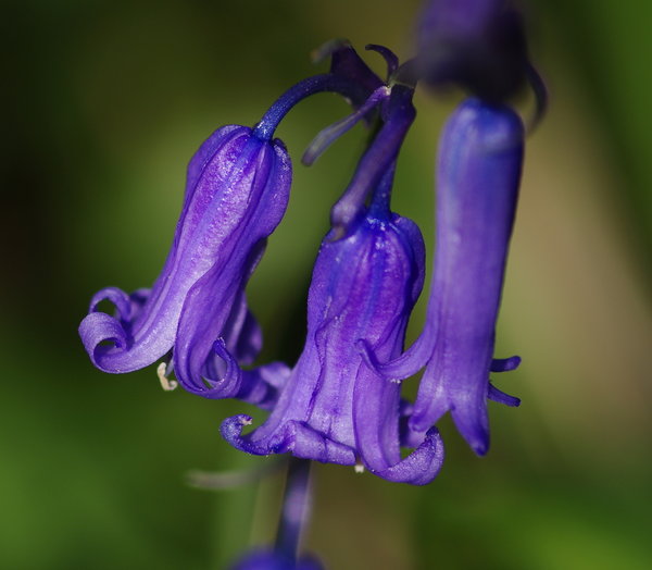 the first bluebells