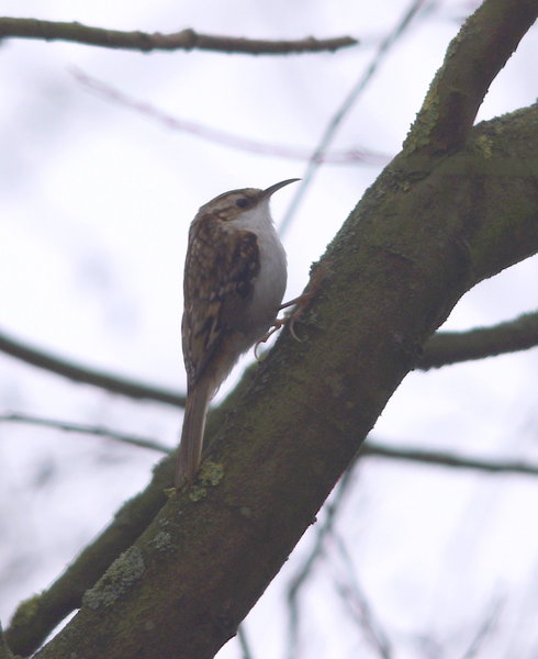 tree creeper