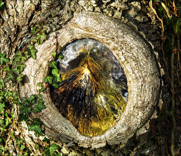 Tree-Scar